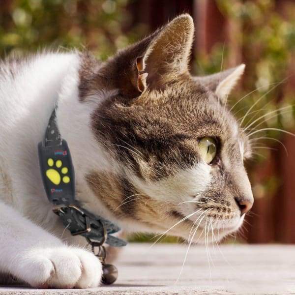 TrackCat | GPS Volgsysteem voor Katten met Real-Time Updates