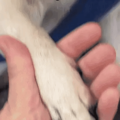 SafeClip – Klipp klor utan risk eller stress